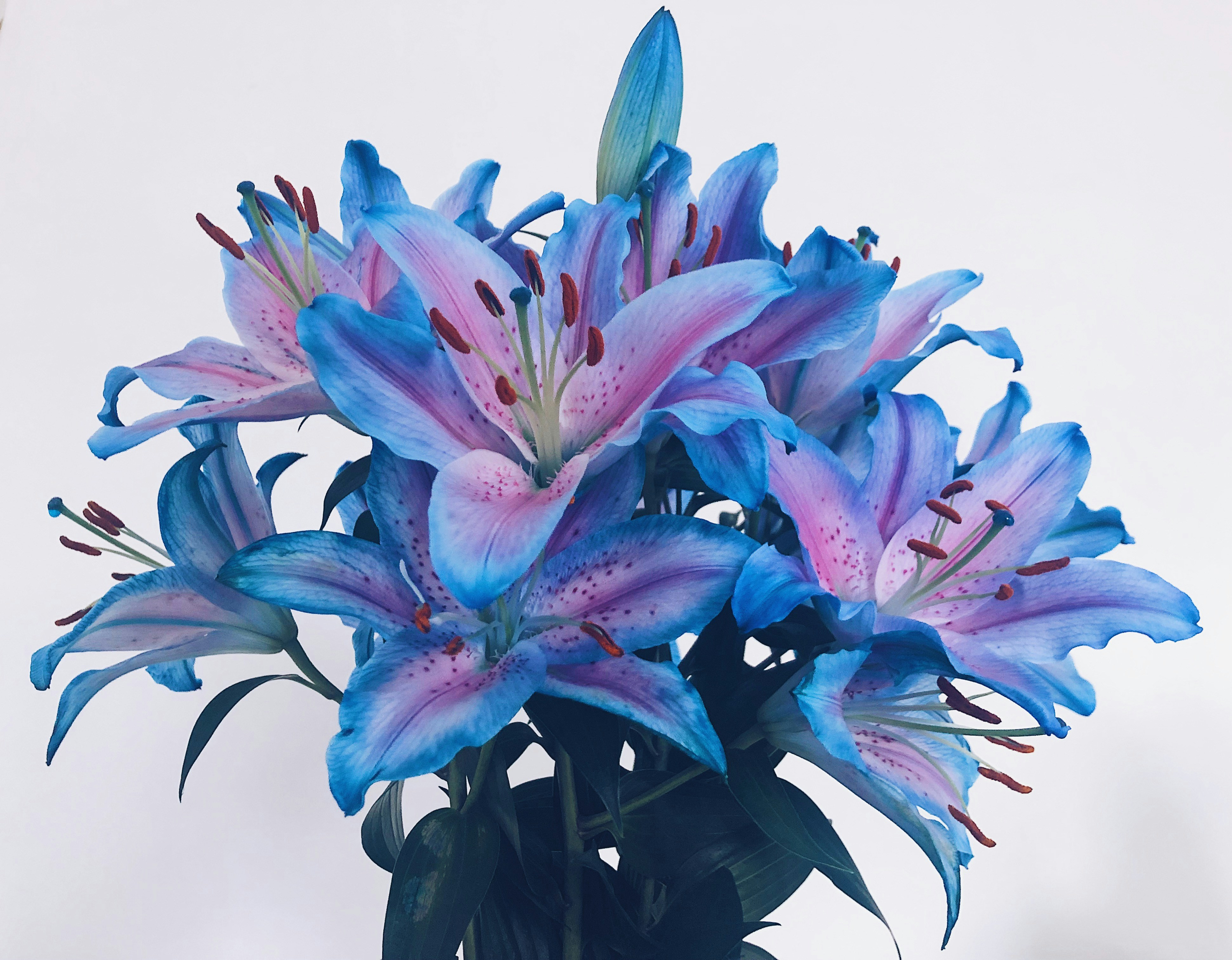 Lilies