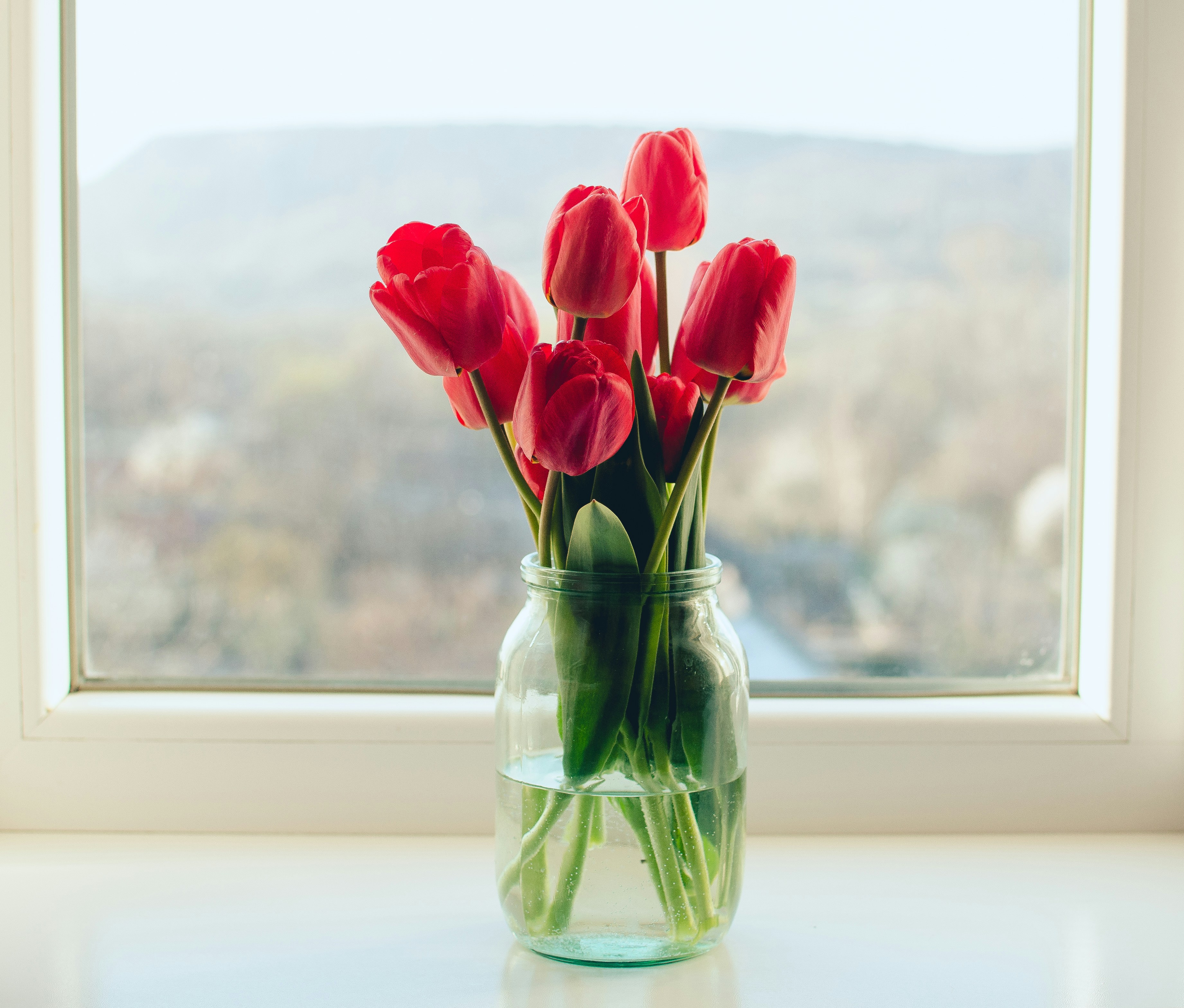 Tulips